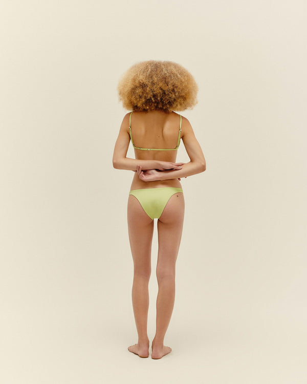 CAROLINA TOP PALM GREEN